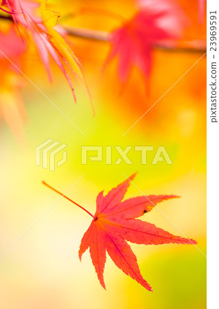 swayed by the wind swayed by the wind 23969591