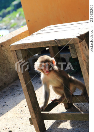 猴子在地獄谷猴園 23980263
