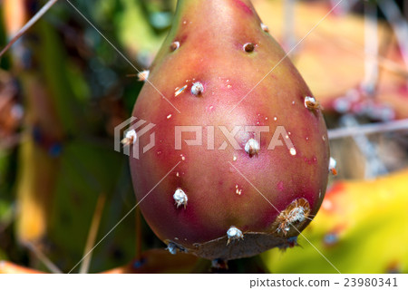 Fruit of Prickly Pear Cactus 23980341