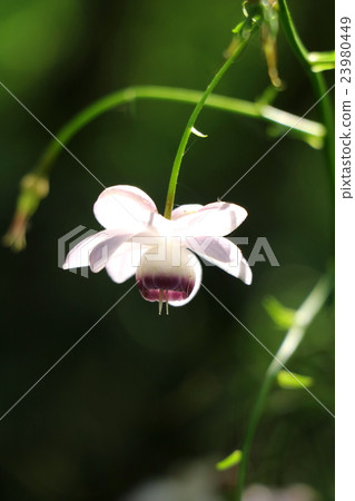 Renge goshoma Renge goshoma 23980449