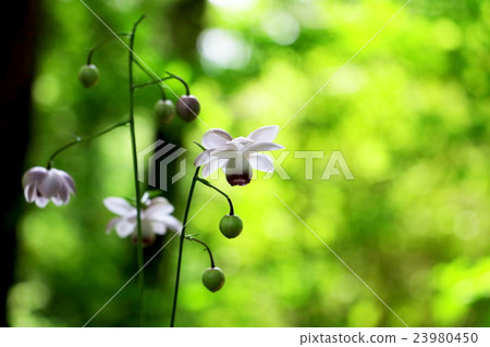 Renge goshoma 23980450