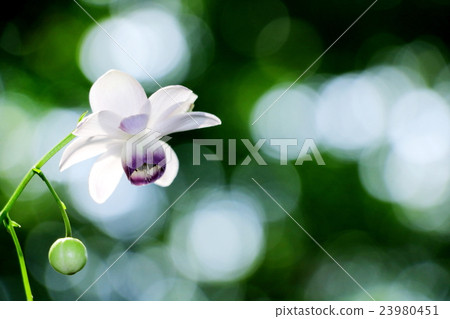 Renge goshoma 23980451