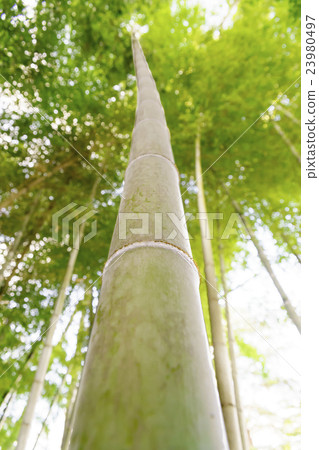 Bamboo with beautiful fresh green stretching straight upwards 23980497