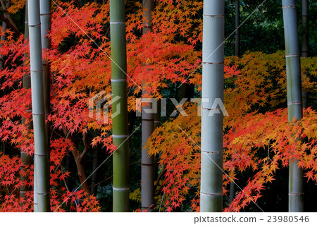 竹林的秋天 竹林的秋天 23980546