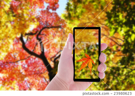 秋天和智能手機 23980623