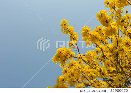 yellow flowers bloom in spring 23980670