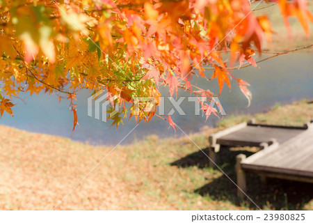 在湖邊的秋葉 23980825
