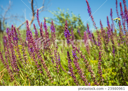 Meadow with salvia Meadow with salvia 23980961