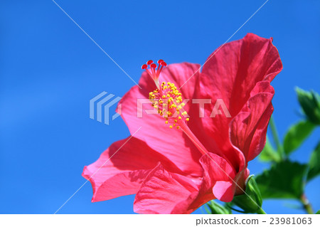 Hibiscus ---- Aman Hibiscus ---- Aman 23981063