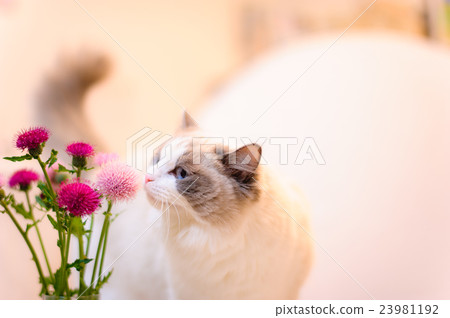 The scent of flowers The scent of flowers 23981192