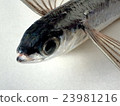飛魚 23981216