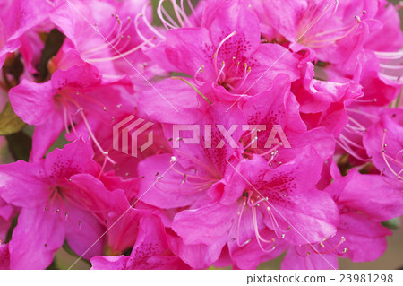 Azalea 23981298
