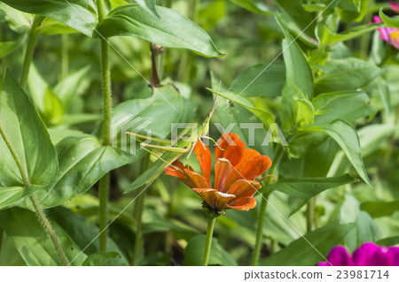 Shorurigata 23981714