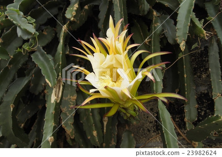 Dragon fruit flowers 23982624