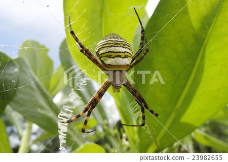 Argiope spider 23982655