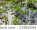 Water surface 23982684