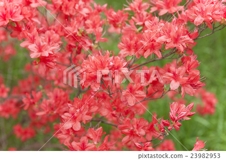 Azalea Azalea 23982953