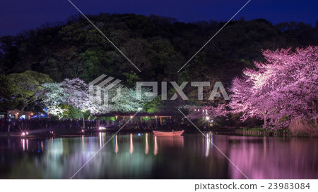 Cherry blossoms at night 23983084