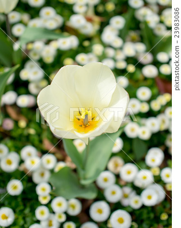 花鳥圖3 330px-Trissolcus_mitsukurii_(