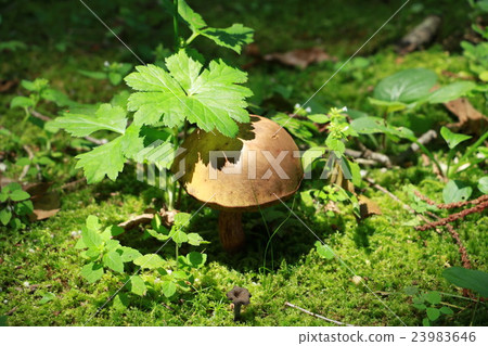 Mushroom - dwarfs forest Mushroom - dwarfs forest 23983646