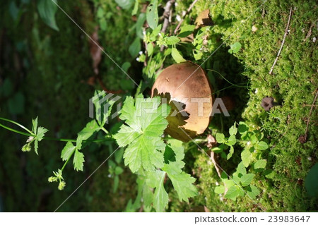 Mushroom - dwarfs forest 23983647