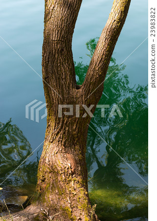 Tree Trunk over the Lake Water Tree Trunk over the Lake Water 23983822