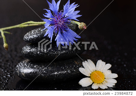 Stones for spa with water drops and cornflower Stones for spa with water drops and cornflower 23984872