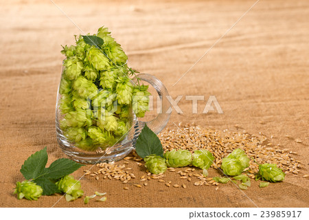 Hop cones in the glass of beer and barley 23985917