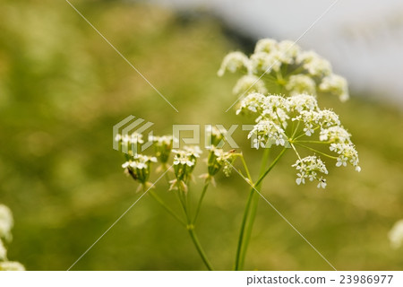 Blooming cumin with small white flowers on meadow 23986977