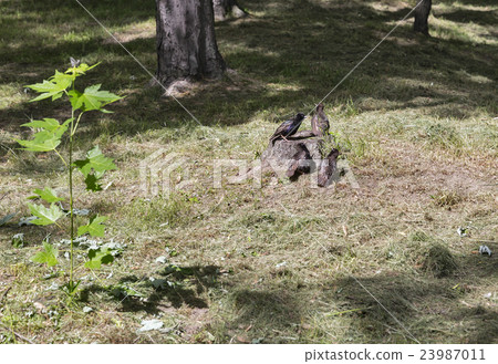 blackbirds group on a stump 23987011