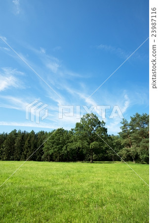 Summer meadow with several trees in background 23987116