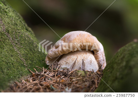 Boletus edulis, mushrooms with excellent taste 23987750