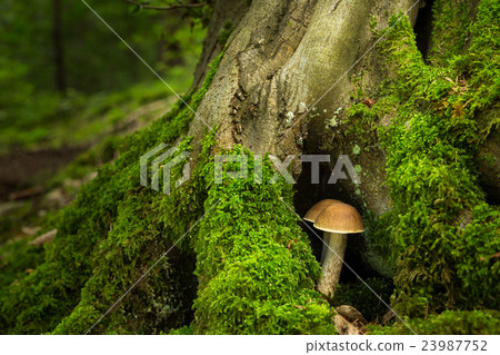 Leccinum pseudoscabrum Leccinum pseudoscabrum 23987752