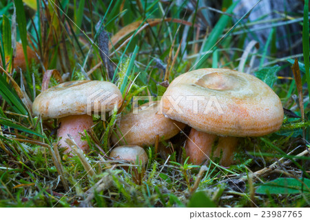 Lactarius deterrimus. Edible mushrooms. 23987765