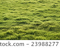 Lawn at the park in the evening 23988277