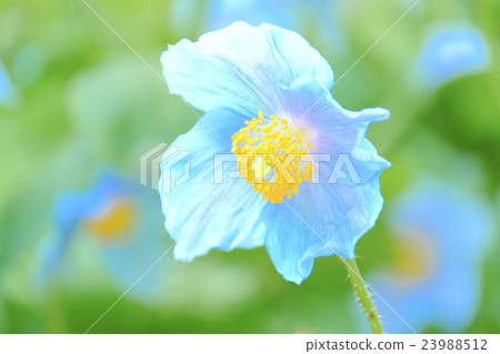 藍罌粟 23988512