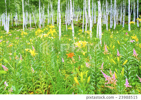 白樺林和百合 23988515