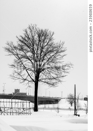 one Tree branches silhouette in park 23988659