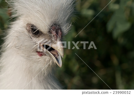 White fluffy silkie chick opened its beak 23990032