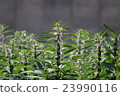 Sesame Flower 23990116
