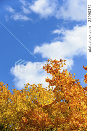 Autumn leaves (empty bag) 23990372