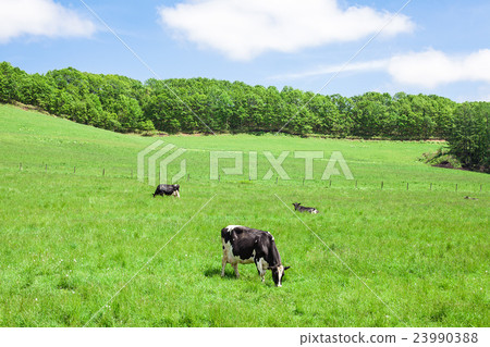 A cow A cow 23990388