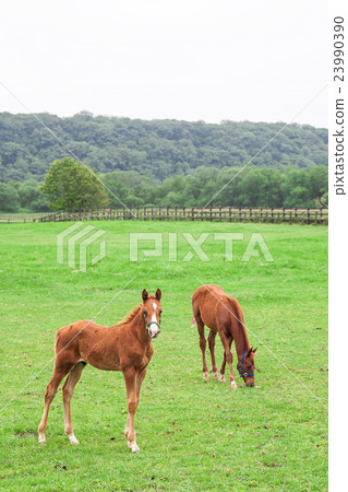 一隻小馬駒 23990390