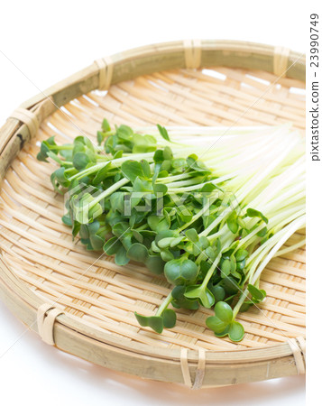 Radish sprouts  23990749