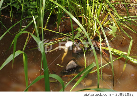Dead toad Dead toad 23991082