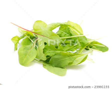 嬰兒葉 嬰兒葉 23991155