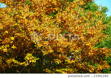 鋸齒櫟黃色葉子 23992260