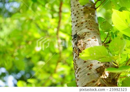 Voice of cicadas in the forest of the plateau Voice of cicadas in the forest of the plateau 23992323