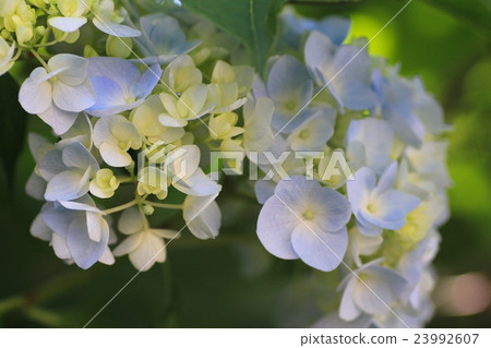 淺色繡球花開始綻放 園藝 23992607