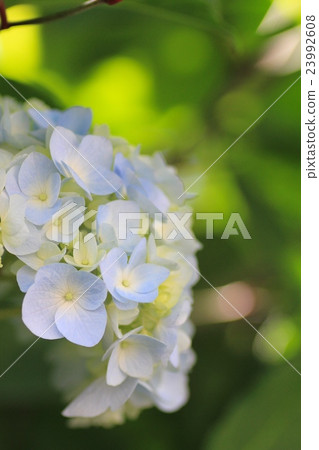 淺色繡球花開始綻放 園藝 23992608